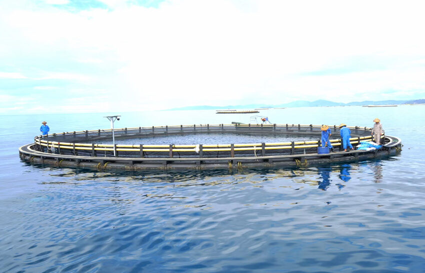 Lồng nuôi tròn kiểu trọng lực (AQUACULTURE-24640) thumbnail 2
